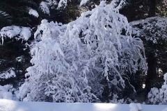winter006