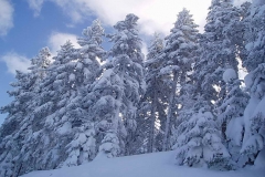 winter008