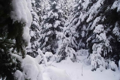 winter038