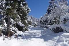 winter049